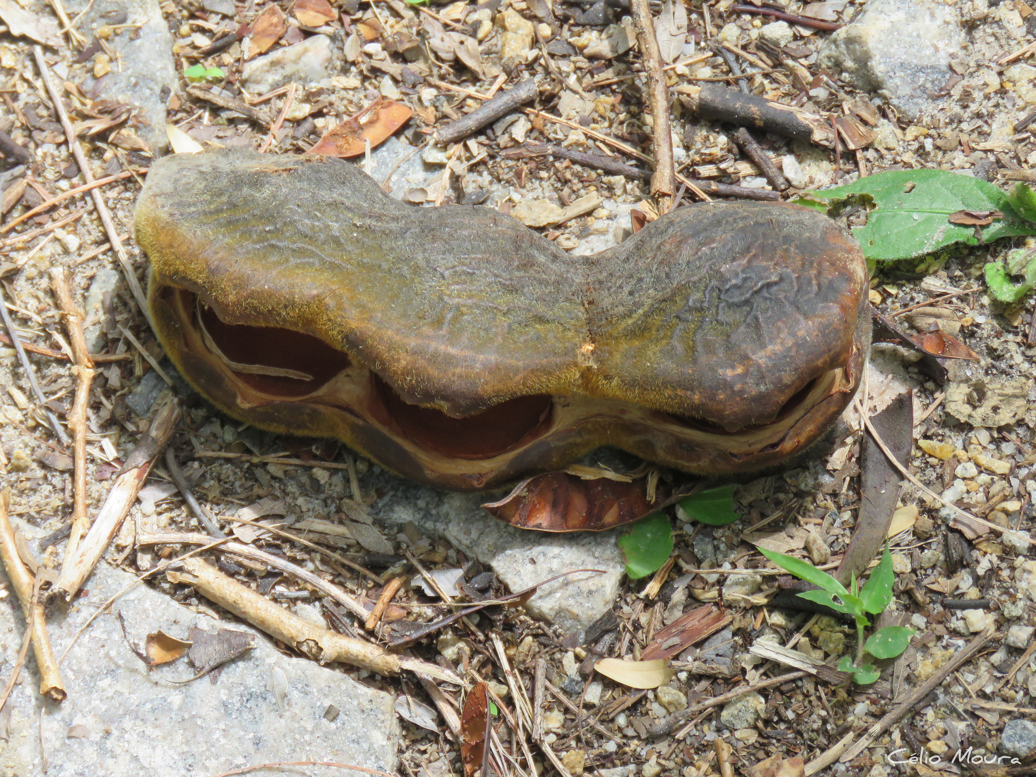 Imagem de Feijão-de-macaco