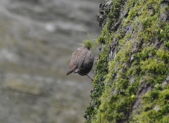 Troglodytes troglodytes