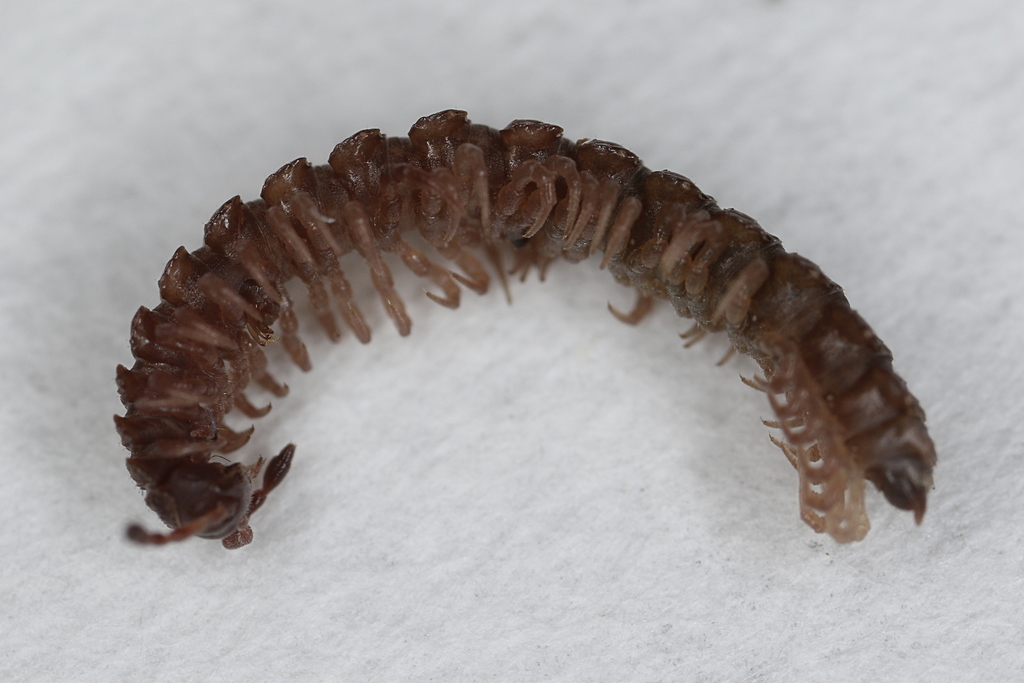 European Sculpted Millipede