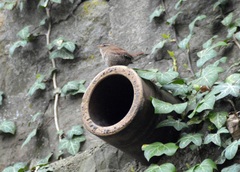 Troglodytes troglodytes