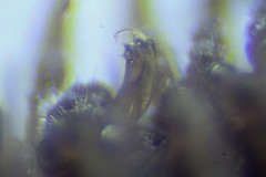 Polydesmus inconstans