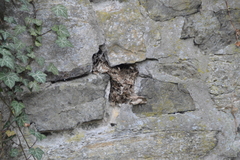 Troglodytes troglodytes