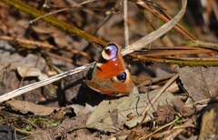 Aglais io