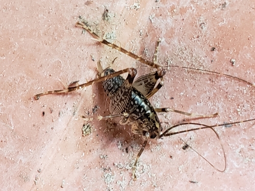 Camel Crickets photo 4