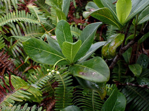 Psychotria kaduana