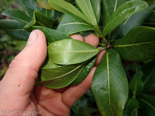 Psychotria kaduana