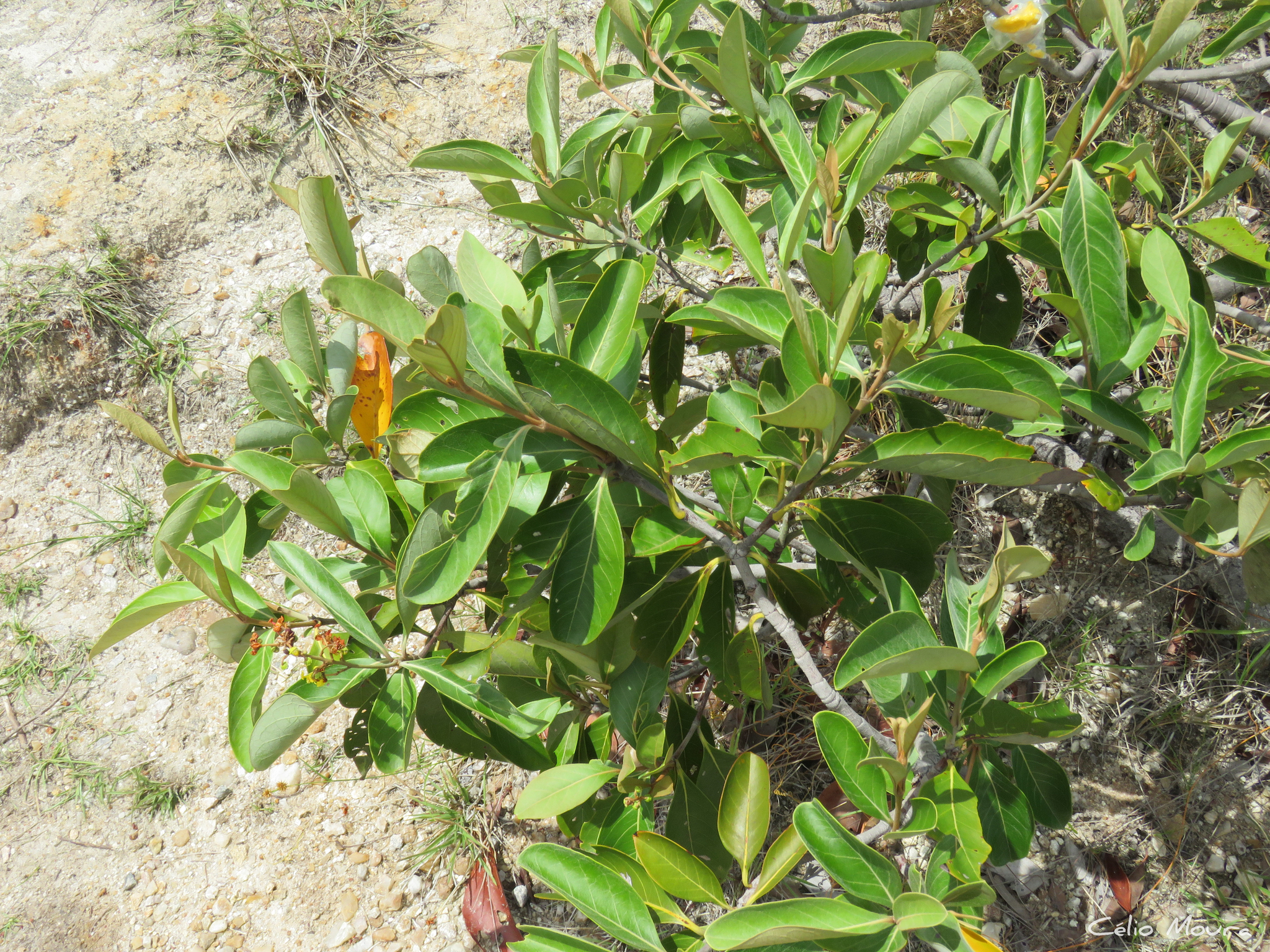 Imagem de Murici-verde