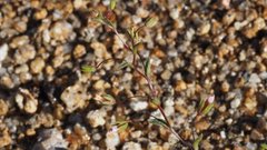 Nemacladus breviflorus