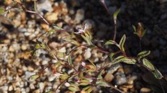 Nemacladus breviflorus