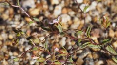 Nemacladus breviflorus