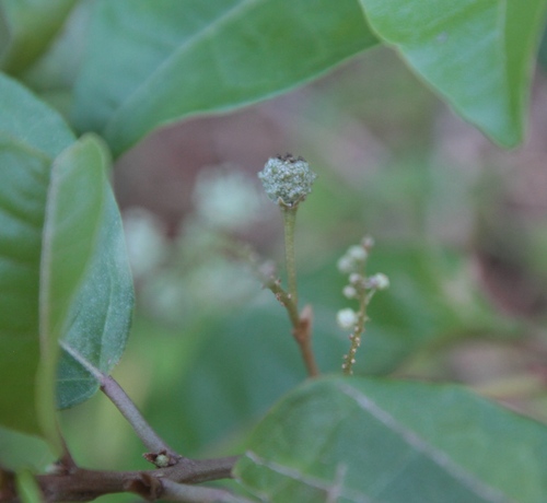 Croton nitens, photograph 6