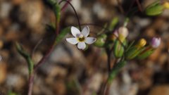 Nemacladus breviflorus