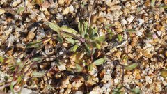 Nemacladus breviflorus