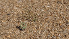 Nemacladus breviflorus