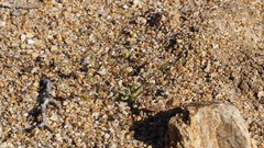 Nemacladus breviflorus