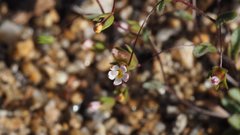 Nemacladus breviflorus