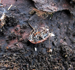 Ophiocordyceps entomorrhiza