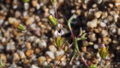 Nemacladus breviflorus