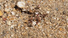 Nemacladus breviflorus