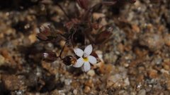 Nemacladus breviflorus