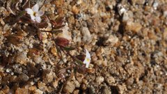 Nemacladus breviflorus