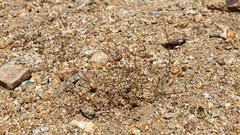 Nemacladus breviflorus