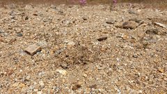 Nemacladus breviflorus