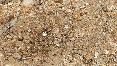 Nemacladus breviflorus