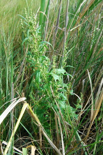 Chenopodium rubrum iNat (1)