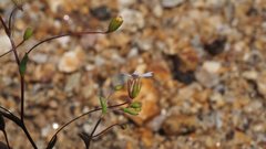 Nemacladus breviflorus