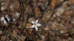 Nemacladus breviflorus