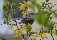 Phylloscopus collybita