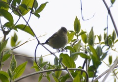 Phylloscopus collybita