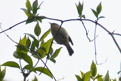 Phylloscopus collybita