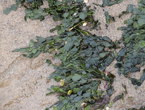 Image of Halimeda cuneata by (c) Tony Rebelo, some rights reserved (CC BY-SA)