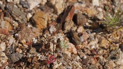 Nemacladus breviflorus