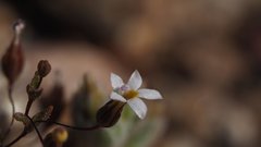 Nemacladus breviflorus