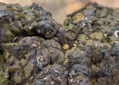 Placidium squamulosum