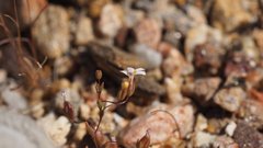 Nemacladus breviflorus