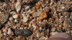 Nemacladus breviflorus