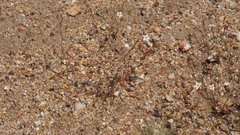 Nemacladus breviflorus