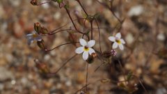 Nemacladus breviflorus