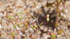 Nemacladus breviflorus