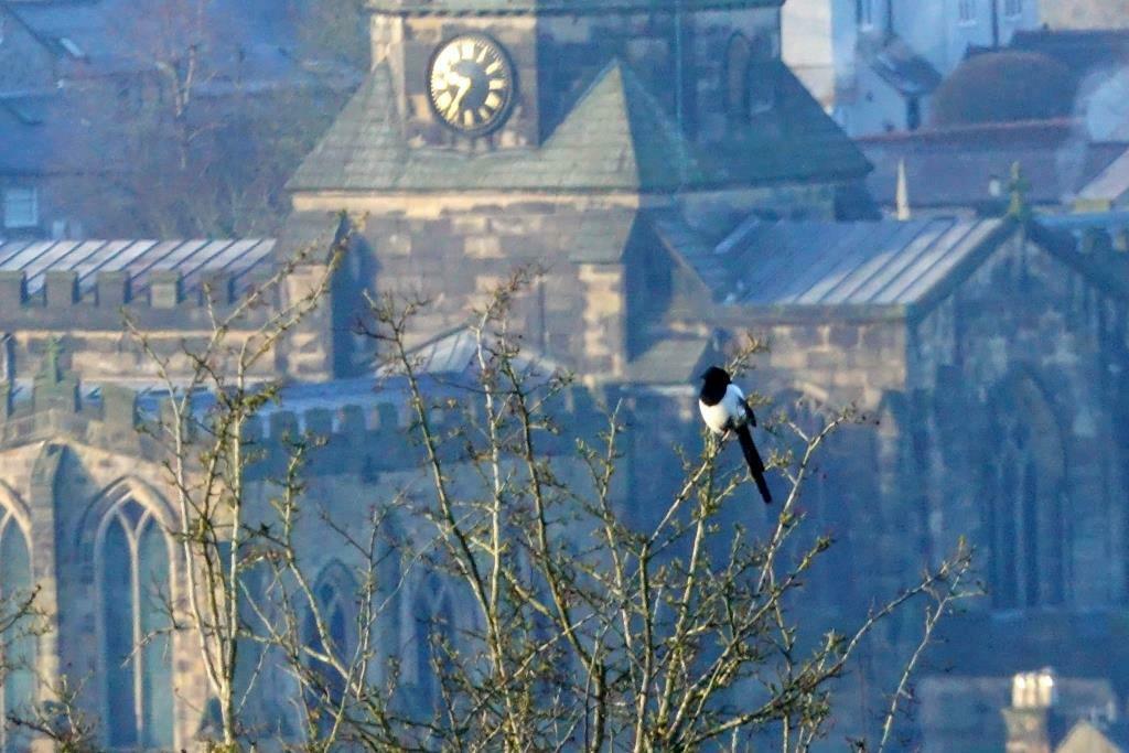 Eurasian Magpie From Bakewell DE45 UK On January 17 2024 At 09 28 AM   Large 