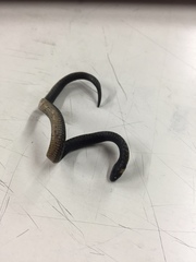 Atractus crassicaudatus