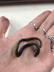 Atractus crassicaudatus