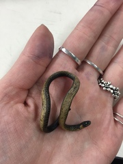 Atractus crassicaudatus