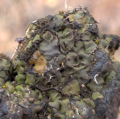 Placidium squamulosum