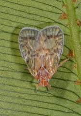 Bothriocera drakei