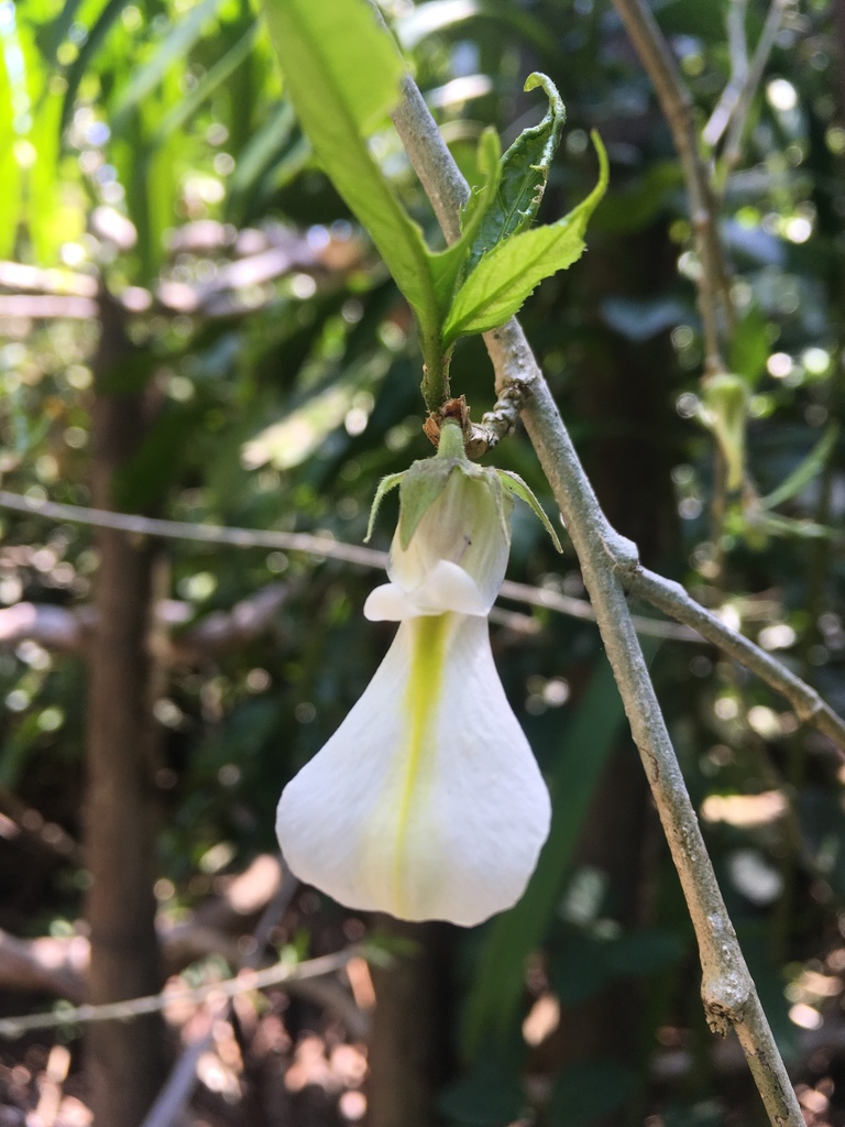 Pombalia prunifolia